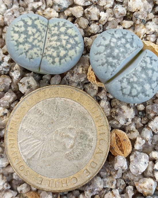 Lithops verruculosa C159