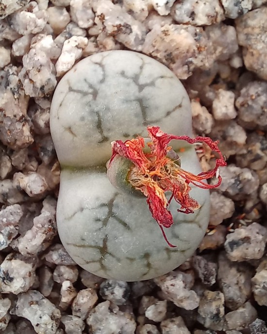 Lithops werneri C188