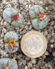 Lithops werneri C188