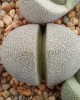 Pleiospilos nellii