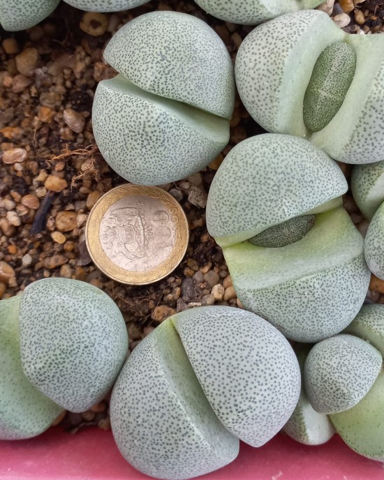 Pleiospilos nellii