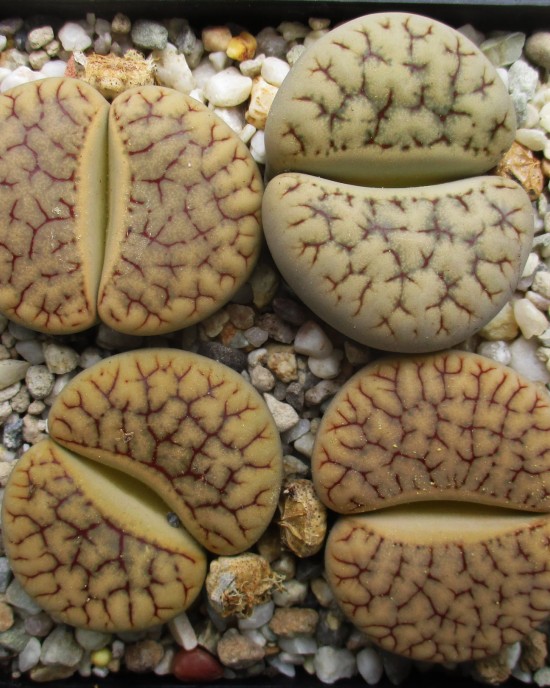 Lithops gracilidelineata subsp. brandbergensis C383 Lithops gracilidelineata subsp. brandbergensis C383