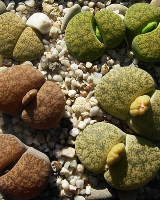 Lithops lesliei albinigold X stonethrow