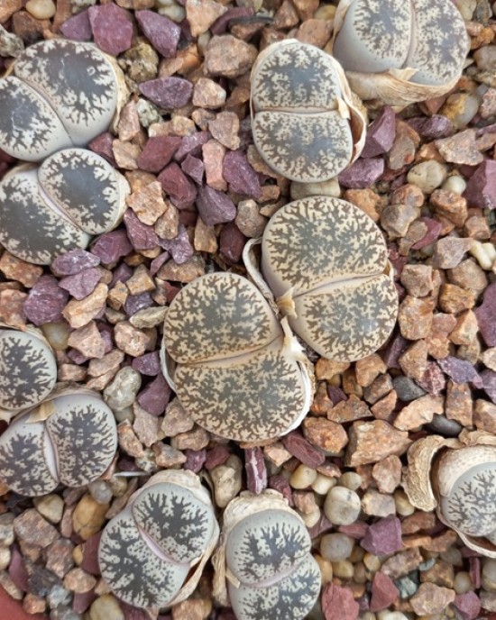 Lithops lesliei ssp. l v. Venteri C1