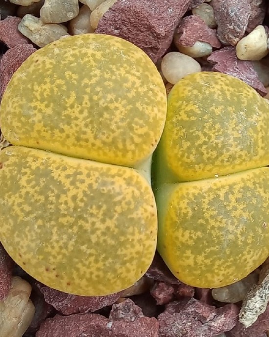 Lithops lesliei ssp. l. cv. 'Albinica' C36A