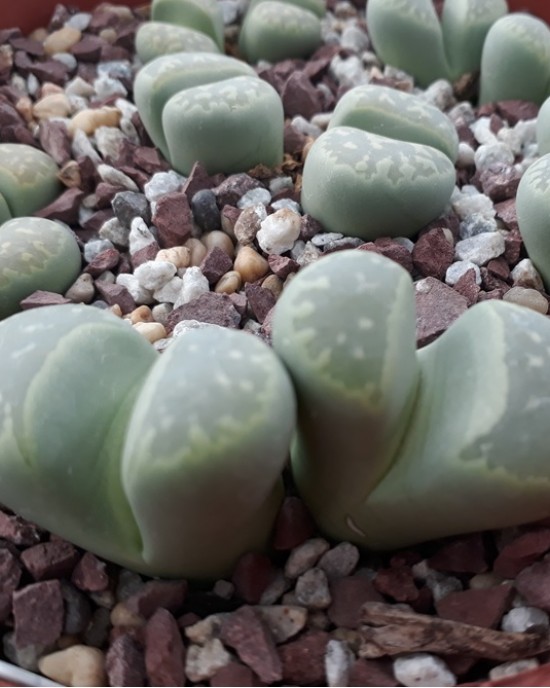 Lithops marmorata cv. Polepský Smaragd