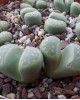 Lithops marmorata cv. Polepský Smaragd