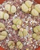 Lithops marmorata cv. Polepský Smaragd