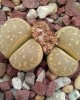 Lithops marmorata cv. Polepský Smaragd