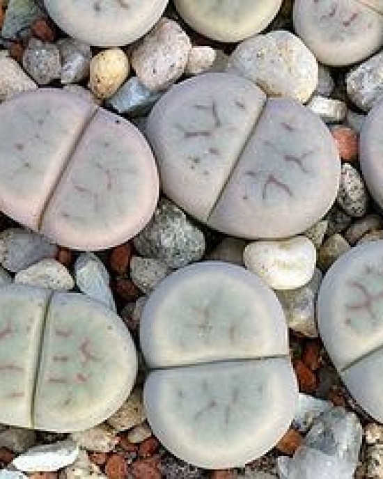 Lithops schwantesii ssp. s. v. marthae,  60 km SSE of Aus