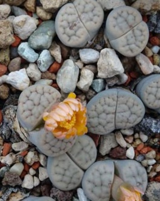 Lithops schwantesii ssp s. v uricosensis C105