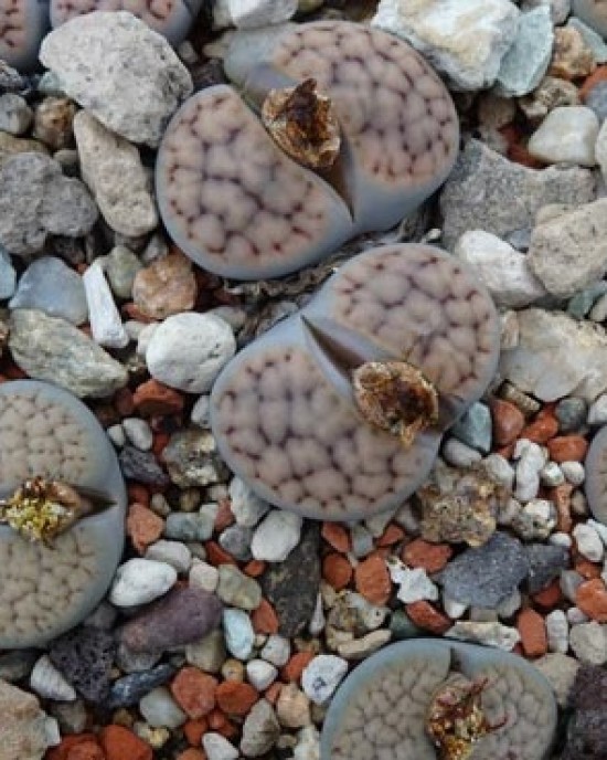 Lithops schwantesii ssp s. v urikosensis C210