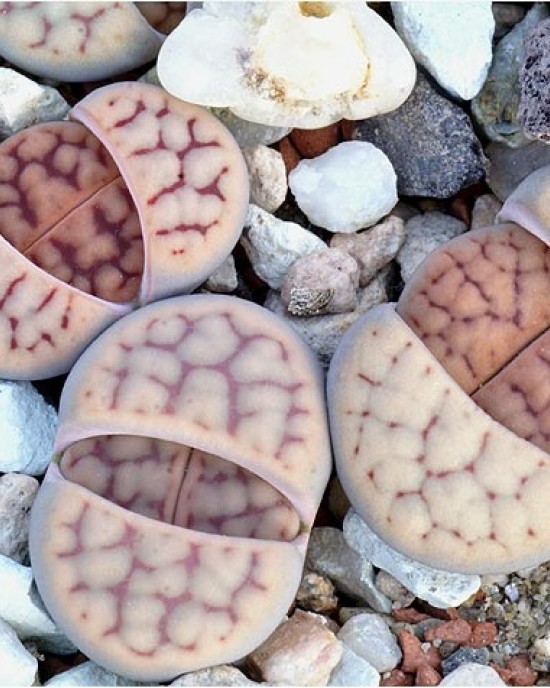 Lithops schwantesii C77