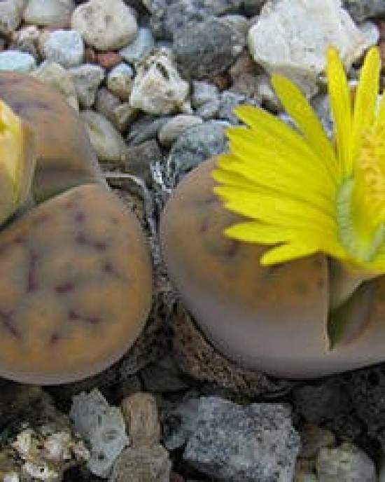 Lithops schwantesii ssp. s. C79