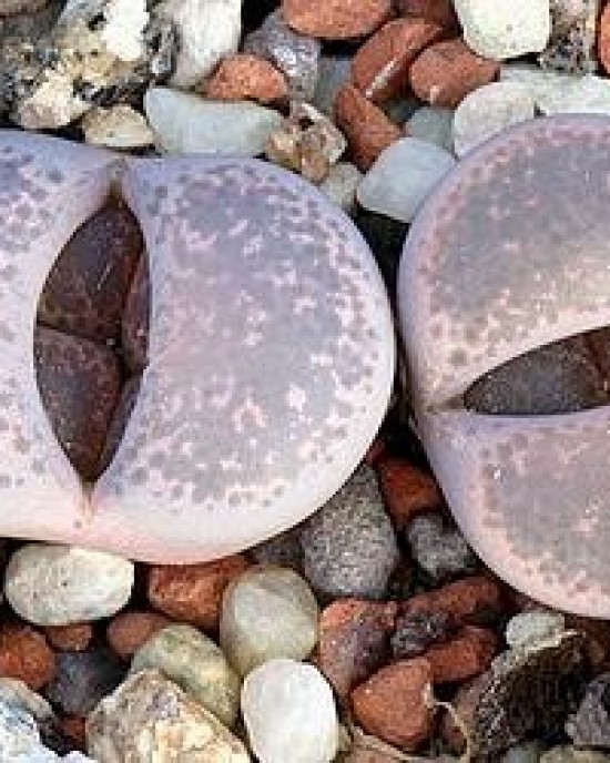 Lithops terricolor (peersii) C131