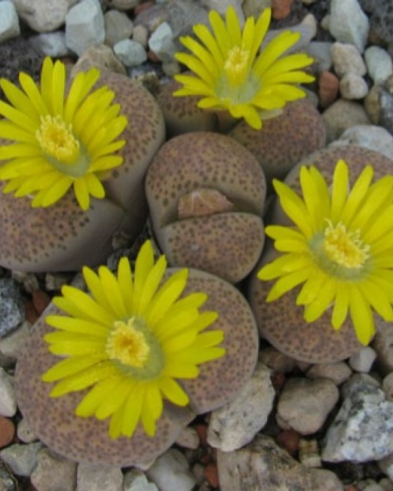 Lithops terricolor (Prince Albert form) C134