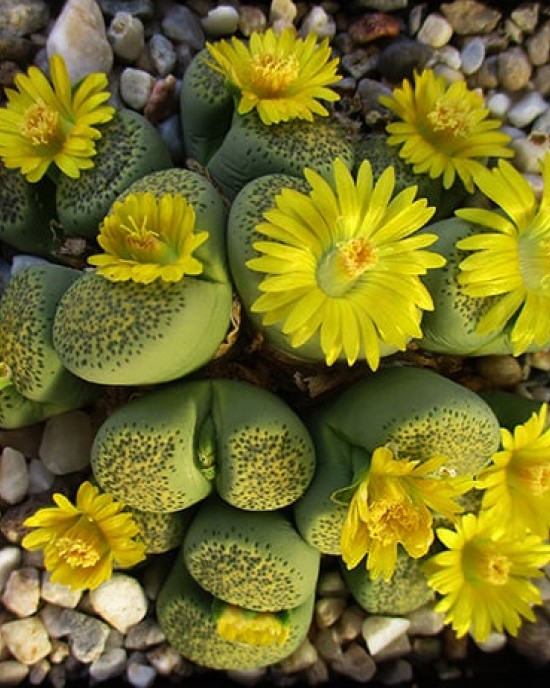 Lithops terricolor 'Speckled Gold' C345A