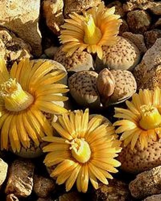 Lithops verruculosa 30km s VanWyksvlei