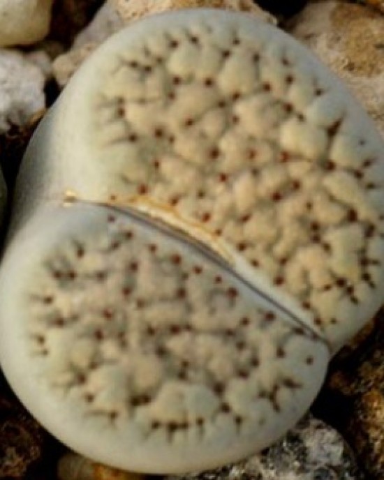 Lithops verruculosa C159