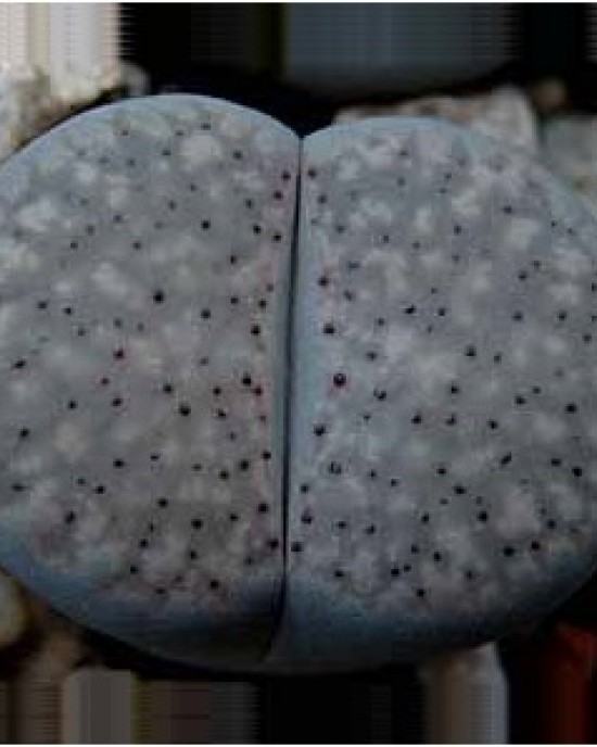 Lithops verruculosa (v glabra) F198D