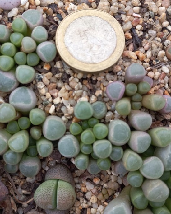 Fenestraria Rhopalophylla