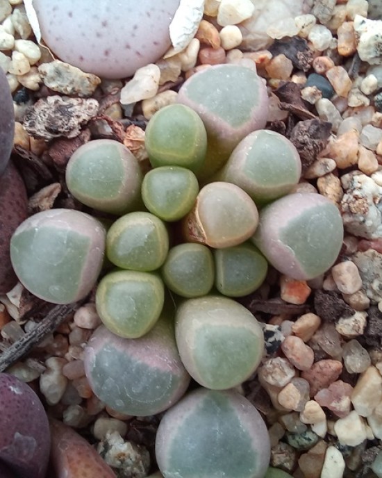 Fenestraria Rhopalophylla