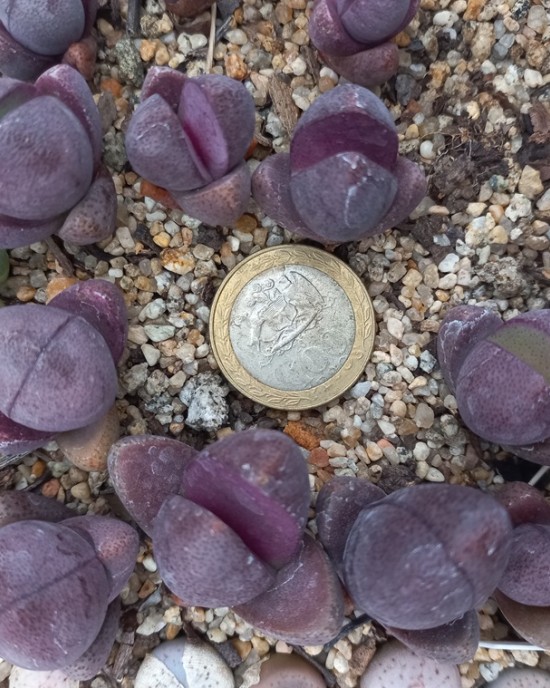 Pleiospilos nellii cv Royal Flush