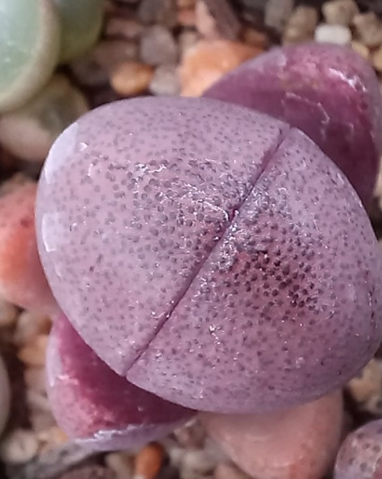 Pleiospilos nellii cv Royal Flush