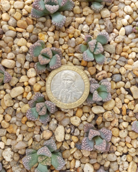 Titanopsis calcárea ex CM97