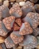 Titanopsis hugo-schlechteri