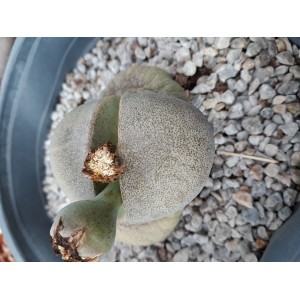 Pleiospilos nellii