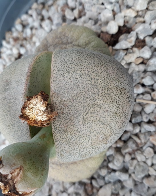 Pleiospilos nellii