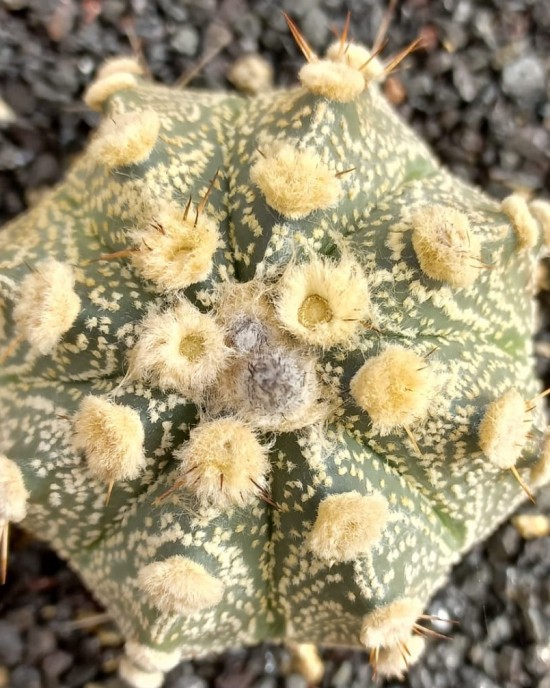 Astrophytum CAP-AS