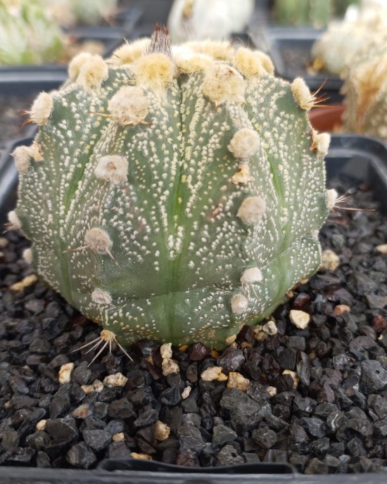 Astrophytum CAP-AS