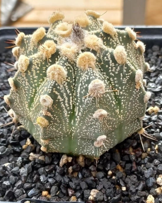 Astrophytum CAP-AS