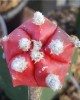 Astrophytum myriostigma kohyo cv. Red