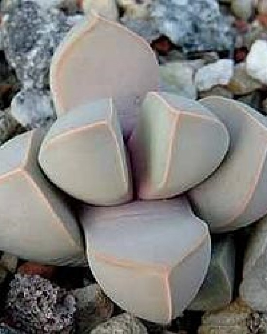 Lapidaria margarethae