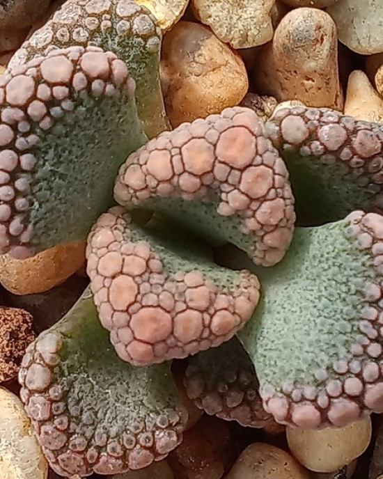 Titanopsis calcárea ex CM97