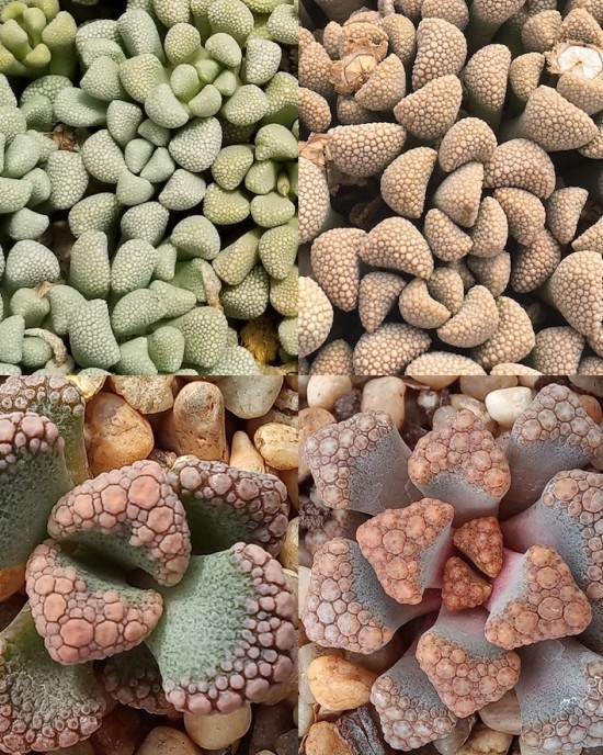 Titanopsis Mix