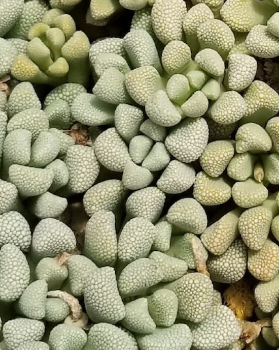 Titanopsis Mix