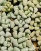 Titanopsis Mix